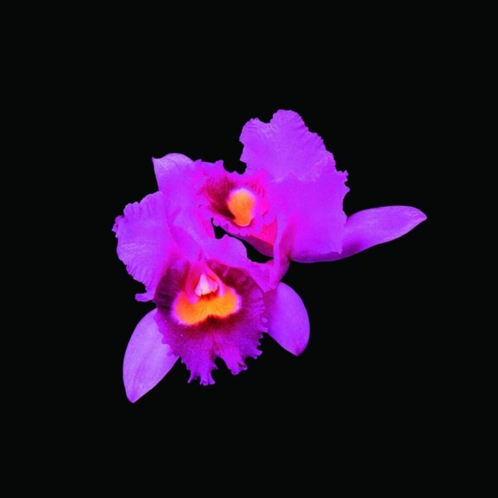 Opeth - Orchid  CD